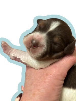 Les chiots de Epagneul Breton