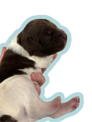 Les chiots de Epagneul Breton