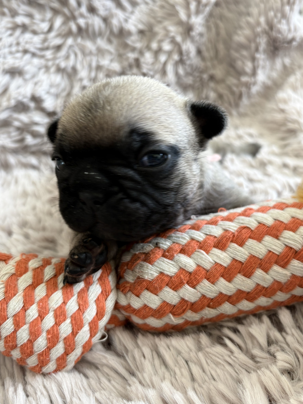 COLLIER ROSE - Bouledogue français