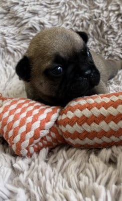 Les chiots de Bouledogue français