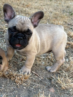 Les chiots de Bouledogue français