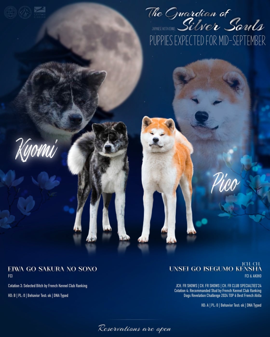 Akita - The Guardian Of Silver Souls