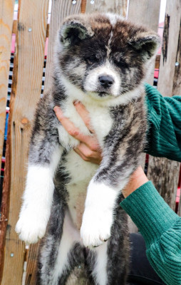 Les chiots de Akita
