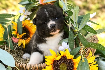 Les chiots de Akita