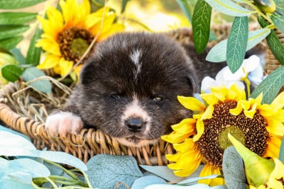 Les chiots de Akita