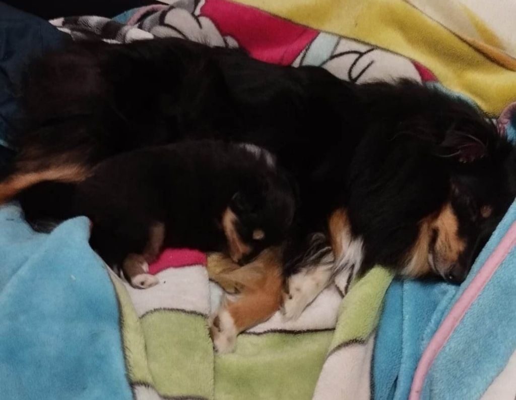 Publication : des Compagnons du Coeur de l'Oise