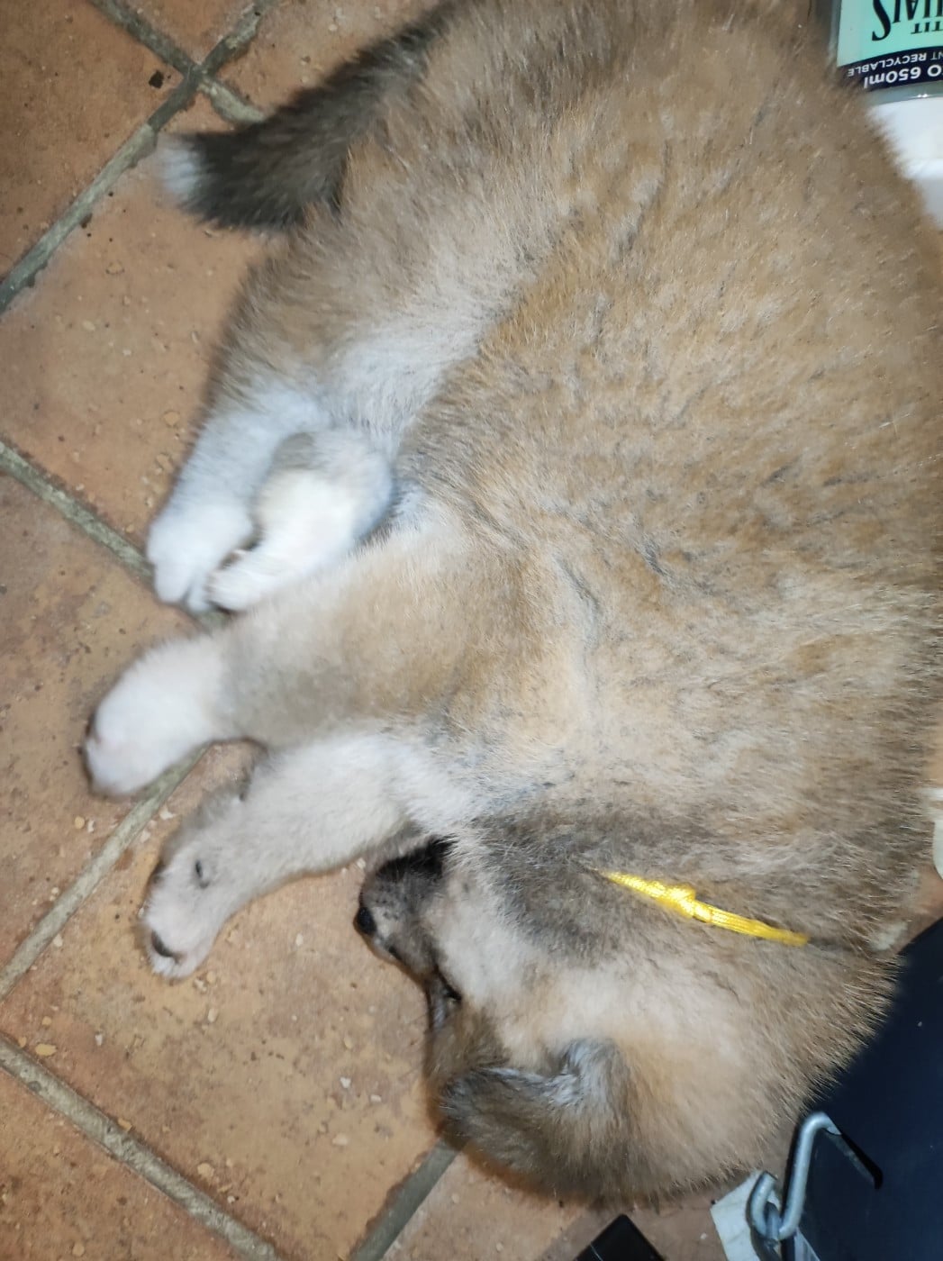 Collier jaune - Akita
