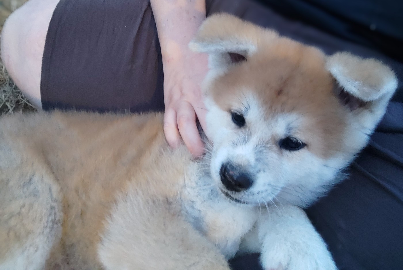 Akita - des Compagnons du Coeur de l'Oise