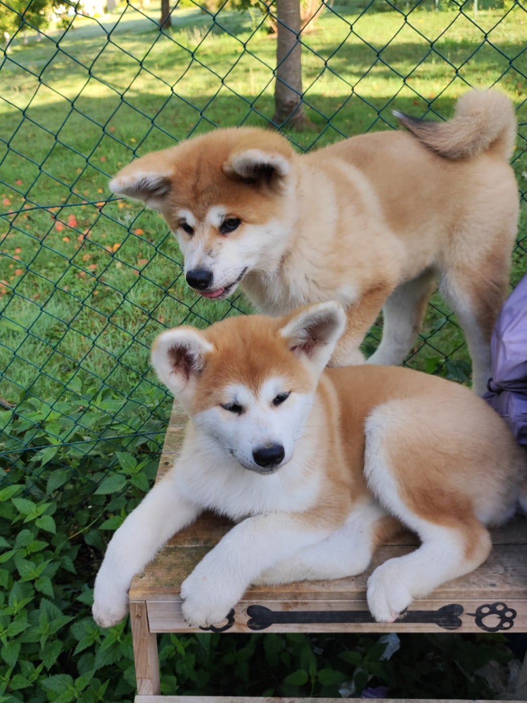 Akita - des Compagnons du Coeur de l'Oise