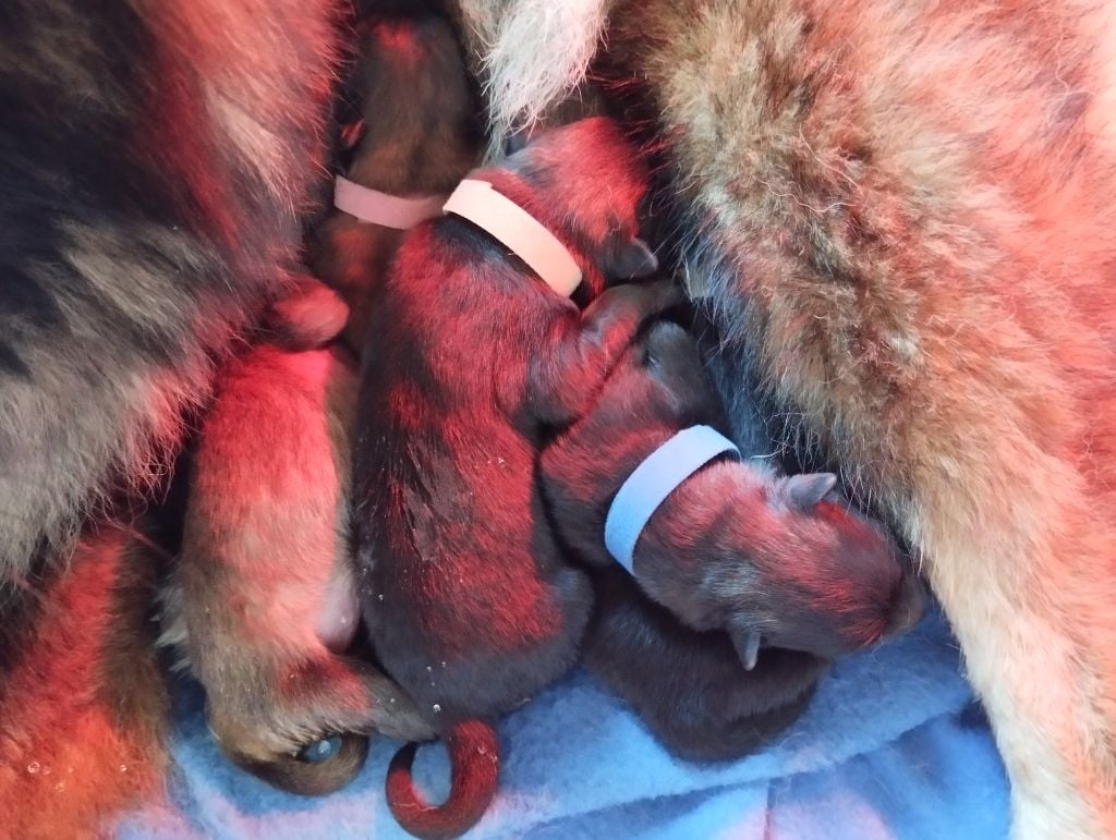 Eurasier - des Compagnons du Coeur de l'Oise