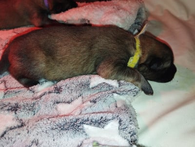 Les chiots de Eurasier