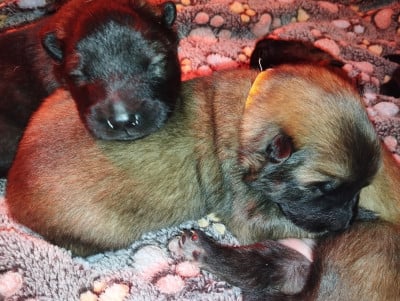 Les chiots de Eurasier