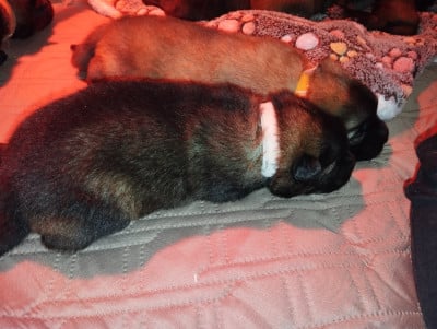 Les chiots de Eurasier