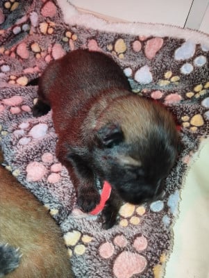 Les chiots de Eurasier