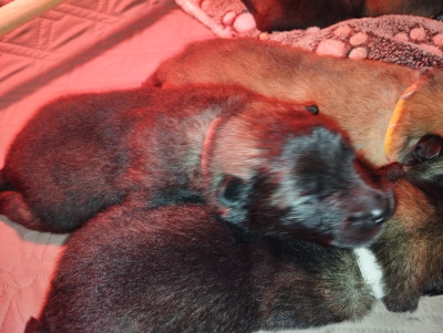 Les chiots de Eurasier