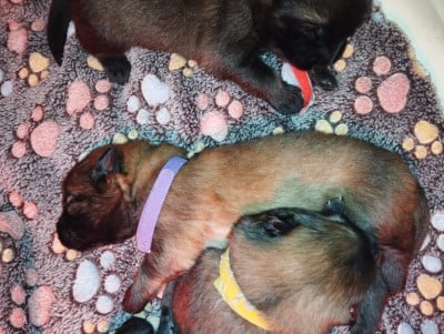 Les chiots de Eurasier