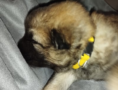 Les chiots de Eurasier