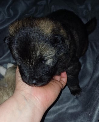 Les chiots de Eurasier