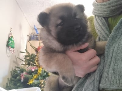 Les chiots de Eurasier
