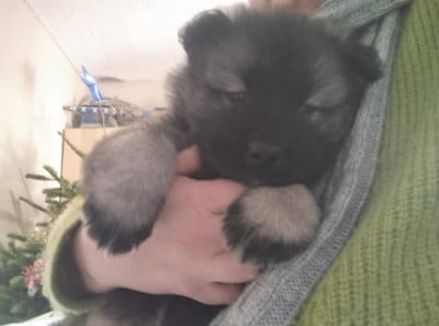 Les chiots de Eurasier