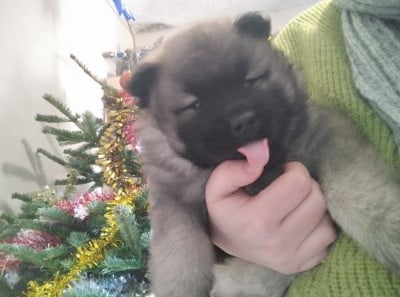 Les chiots de Eurasier