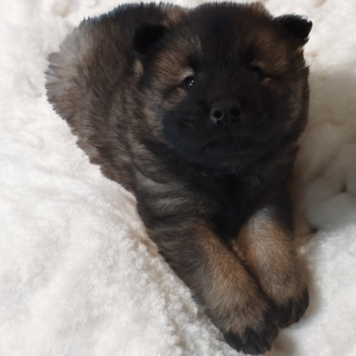 Les chiots de Eurasier