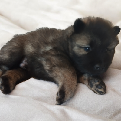 Les chiots de Eurasier