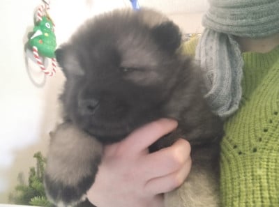 Les chiots de Eurasier