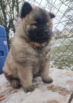 Les chiots de Eurasier