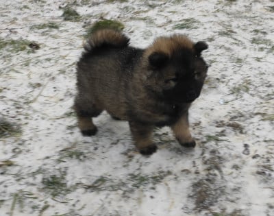Les chiots de Eurasier