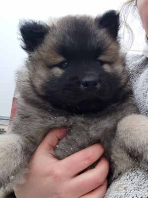 Les chiots de Eurasier