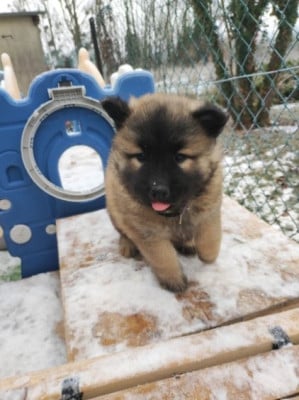 Les chiots de Eurasier