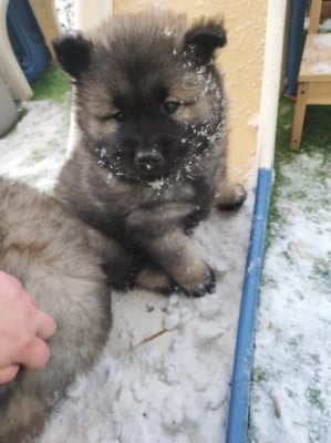 Les chiots de Eurasier