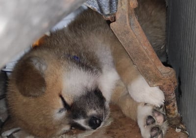 Les chiots de Akita