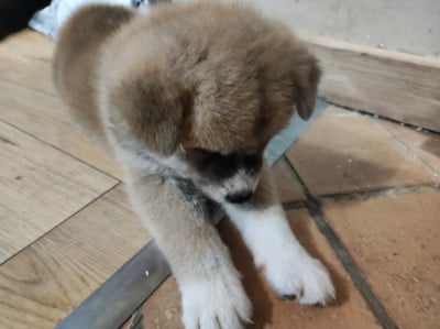 Les chiots de Akita
