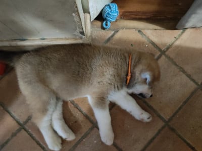 Les chiots de Akita