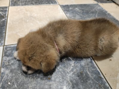Les chiots de Akita