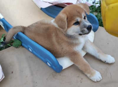 Les chiots de Akita