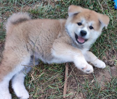 Les chiots de Akita