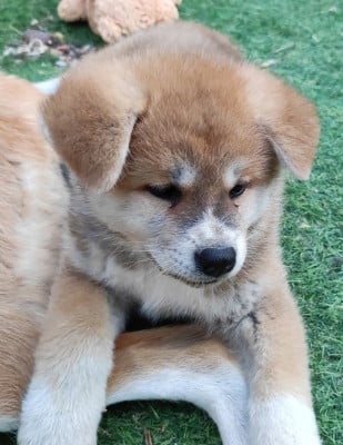 Les chiots de Akita
