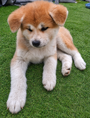 Les chiots de Akita