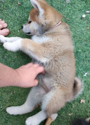 Les chiots de Akita