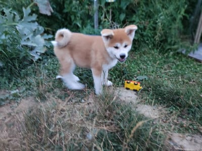 Les chiots de Akita