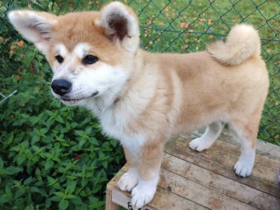 Les chiots de Akita