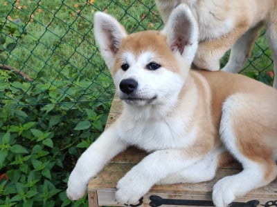 Les chiots de Akita