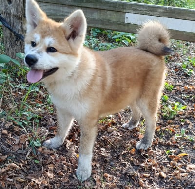 Les chiots de Akita