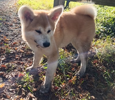 Les chiots de Akita