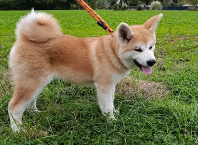 Les chiots de Akita