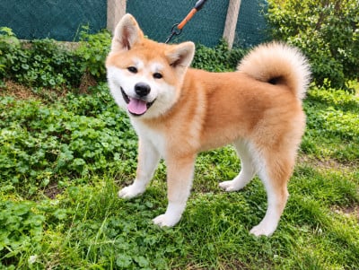 Les chiots de Akita