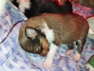 Les chiots de Shetland Sheepdog